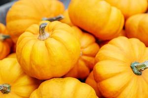 fond de citrouille d'automne. gros plan de mini citrouilles au marché de producteurs. photo