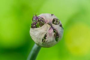 bourgeon de fleur d'allium ou d'ail décoratif sur fond vert photo