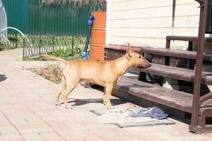 photo de portrait de chien red bull terrier à l'extérieur par une journée ensoleillée dans l'arrière-cour.