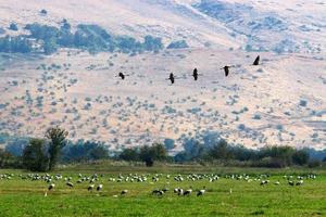 un troupeau de grues dans le nord d'israël. photo