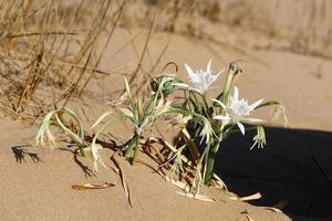 des plantes vertes et des fleurs poussent sur le sable du désert. photo