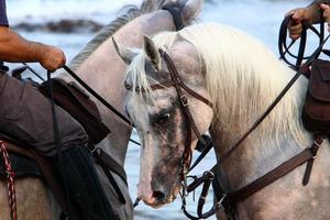 chevaux domestiques dans une écurie en israël. photo