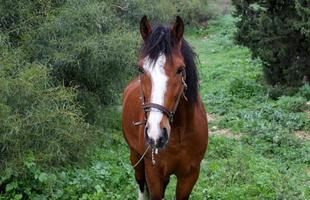 chevaux domestiques dans une écurie en israël. photo