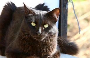 le chat domestique est un mammifère de la famille des félins de l'ordre des carnivores. photo