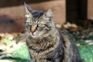 le chat domestique est un mammifère de la famille des félins de l'ordre des carnivores. photo