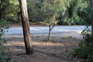 route piétonne dans le parc de la ville. photo