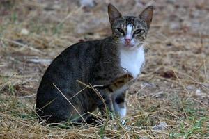 le chat domestique est un mammifère de la famille des félins de l'ordre des carnivores. photo