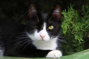 le chat domestique est un mammifère de la famille des félins de l'ordre des carnivores. photo