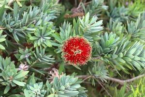 fleurs d'été dans un parc de la ville du nord d'israël. photo