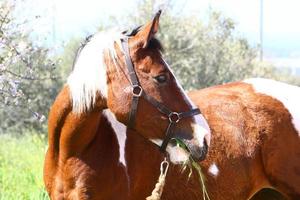 chevaux domestiques dans une écurie en israël. photo