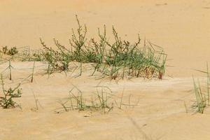 des plantes vertes et des fleurs poussent sur le sable du désert. photo