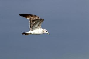 oiseaux dans le ciel au-dessus de la mer méditerranée. photo