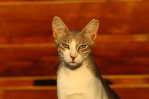 le chat domestique est un mammifère de la famille des félins de l'ordre des carnivores. photo