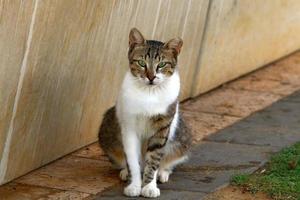 le chat domestique est un mammifère de la famille des félins de l'ordre des carnivores. photo