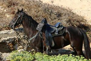 chevaux domestiques dans une écurie en israël. photo