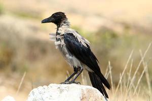 un corbeau gris se trouve dans un parc de la ville d'israël. photo