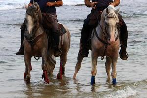 chevaux domestiques dans une écurie en israël. photo