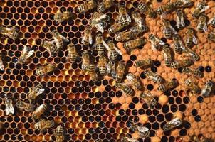 abeilles travailleuses sur nid d'abeille photo