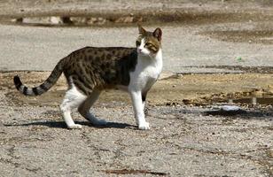 le chat domestique est un mammifère de la famille des félins de l'ordre des carnivores. photo