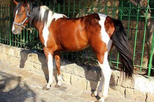 chevaux domestiques dans une écurie en israël. photo