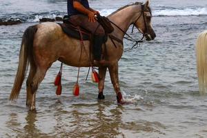 chevaux domestiques dans une écurie en israël. photo