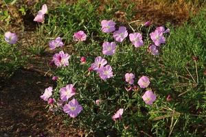 fleurs d'été dans un parc de la ville du nord d'israël. photo