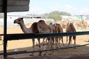 un chameau à bosse vit dans un zoo en israël. photo