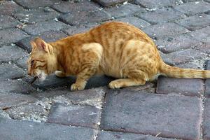 le chat domestique est un mammifère de la famille des félins de l'ordre des carnivores. photo