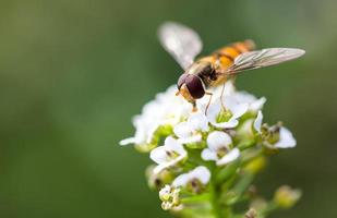 abeille à fleurs blanches alyssum doux (lobularia maritima) photo