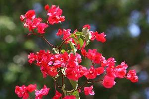 fleurs d'été dans un parc de la ville du nord d'israël. photo