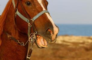 chevaux domestiques dans une écurie en israël. photo