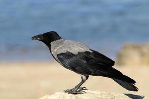 un corbeau gris se trouve dans un parc de la ville d'israël. photo