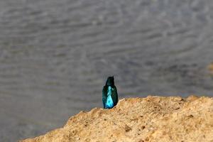 le martin-pêcheur est assis sur les rochers au bord de la mer. photo