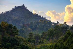 paysage,pin à doi angkhang, chiangmai thaïlande photo