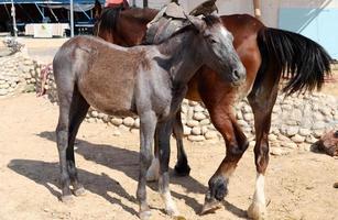 chevaux domestiques dans une écurie en israël. photo
