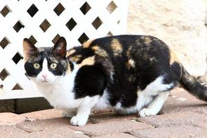 le chat domestique est un mammifère de la famille des félins de l'ordre des carnivores. photo