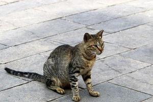 le chat domestique est un mammifère de la famille des félins de l'ordre des carnivores. photo