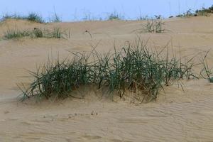 des plantes vertes et des fleurs poussent sur le sable du désert. photo