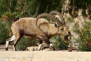 les chèvres vivent dans une réserve naturelle dans le désert du Néguev. photo