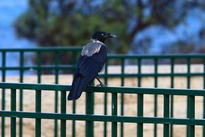 un corbeau gris se trouve dans un parc de la ville d'israël. photo