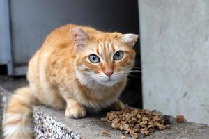 le chat domestique est un mammifère de la famille des félins de l'ordre des carnivores. photo