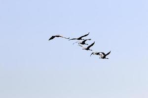 un troupeau de grues dans le nord d'israël. photo