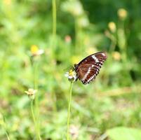 papillon cherchant du nectar sur une fleur