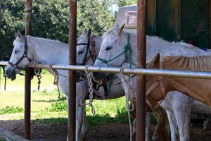 chevaux domestiques dans une écurie en israël. photo