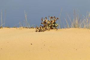 des plantes vertes et des fleurs poussent sur le sable du désert. photo