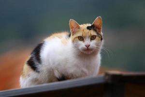 le chat domestique est un mammifère de la famille des félins de l'ordre des carnivores. photo