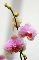 orchidée blanche avec des taches roses
