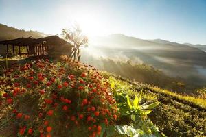 Plantation de thé du matin brumeux dans le doi ang khang, chiang mai, thaïlande photo