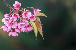 branche avec des fleurs de sakura roses. photo