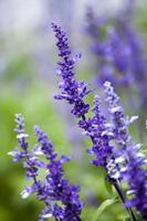 fleurs de lavande bouchent photo